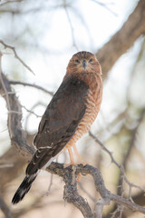 Juvenile goshawk perched in an acacia tree in the Kalahari Desert