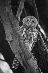 Pearl-spotted owlet perched in a tree while preparing to go hunting