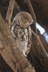 Pearl-spotted owlet perched in a tree while preparing to go hunting