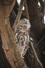 Pearl-spotted owlet perched in a tree while preparing to go hunting