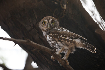 Pearl-spotted owlet perched in a tree while preparing to go hunting