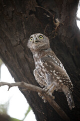 Pearl-spotted owlet perched in a tree while preparing to go hunting
