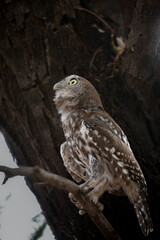Pearl-spotted owlet perched in a tree while preparing to go hunting