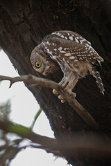 Pearl-spotted owlet perched in a tree while preparing to go hunting