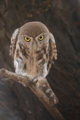 Pearl-spotted owlet perched in a tree while preparing to go hunting