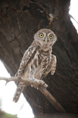 Pearl-spotted owlet perched in a tree while preparing to go hunting