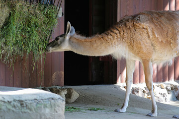 A baby guanaco eats grass in a zoo on a sunny day