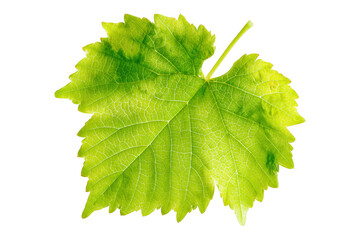 Vibrant grape leaf isolated on transparent background showcasing nature's delicate vein structure