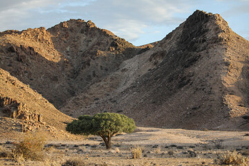 Lonely tree pushing through to grow in the arid Richtersveld mountainous landscape