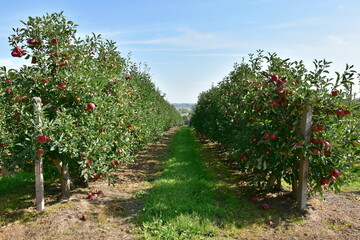 orchard of apple trees here in southern part of Poland
