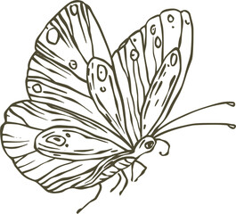 Hand Drawn Outline Butterfly Illustration insect drawing isolated on a transparent background