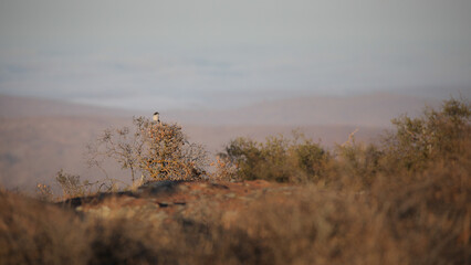 Layers of mountains with a raptor perched on a nearby bush © John