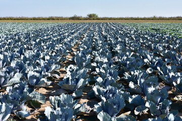 growing of red and white head cabbage in agriculture part of Poland,Europe