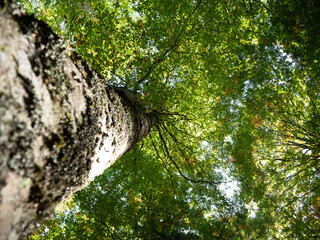 Large tree seen from bottom to top with green leaves in a bright day.