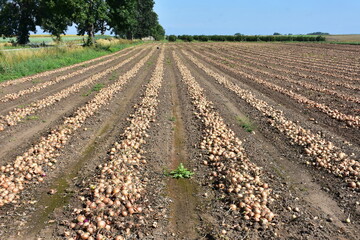harvesting of onion bulbs in southern parts of Poland,Europe