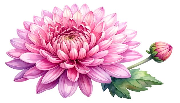 Delicate pink chrysanthemum illustration