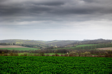 Farmland sown with winter cereals on the outskirts of Mliyiv village, Cherkasy region, Ukraine. The photo shows green fields with a dirt road and a windbreak, during spring, late April.