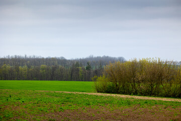 Fototapeta premium Farmland sown with winter cereals on the outskirts of Mliyiv village, Cherkasy region, Ukraine. The photo shows green fields with a dirt road and a windbreak, during spring, late April.