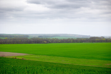 A tractor is fertilizer on a field of winter cereals - a vast green field with windbreaks. The photo is of a rural landscape in Mliyiv village, Cherkasy region, Ukraine, during spring late April.