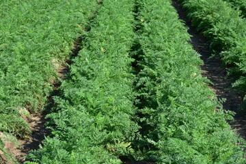 growing of carrots here in southern part of Poland,Europe