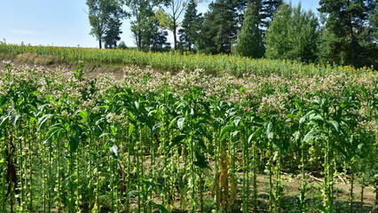 growing of common tobacco in southern part of Poland,Europe