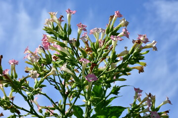growing of common tobacco in southern part of Poland,Europe