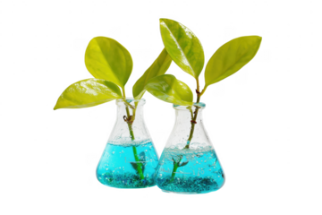 Green plant sprouts in laboratory flasks with blue liquid isolated on transparent background
