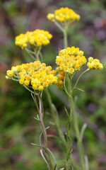 In the wild, the blooms Helichrysum arenarium
