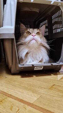 Red cat on box. May kun 