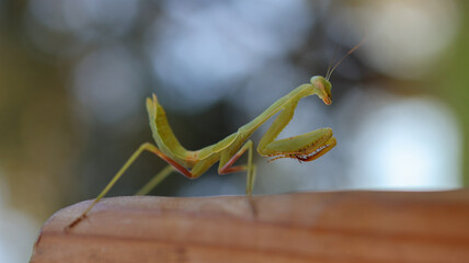green praying mantis