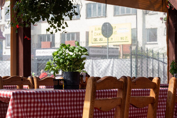Outdoor dining area with checkered tablecloth and herb plant in sunny weather