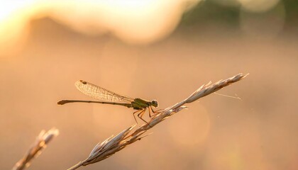 Dragonfly Perched on Grass