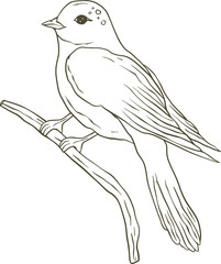 Outline drawing of a small bird perched on a branch isolated on a transparent background