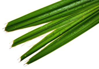 Vibrant emerald-green palm frond torn diagonally, revealing intricate fibrous interior, dew droplets, and fine threads, isolated on transparent, dramatic studio lighting. Concept of natural intricacy