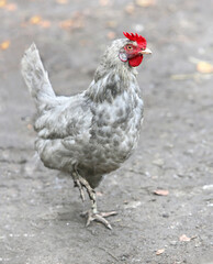 Chicken Hen  Shooting outdoors, farming village.