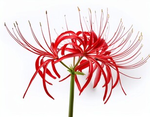 photo of red spider lily isolated on white background