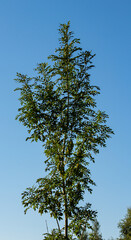 Tall green tree stands against a clear blue sky during a sunny day in a natural setting with no clouds in sight