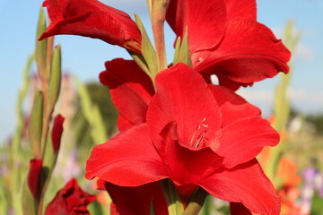 Red gladiolus flowers bloom in the garden. Large red gladiolus flower.
