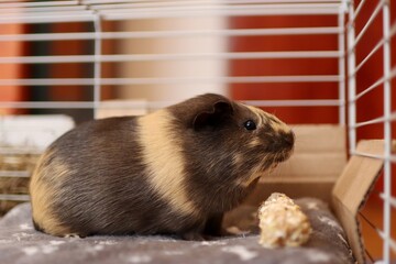 Fototapeta premium Young cute guinea pig is hungry