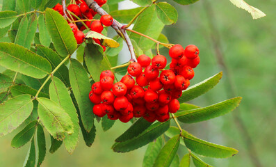 Bunch of rowan berries