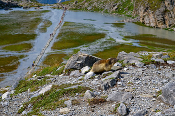 Marmotte au lac des Vaches
