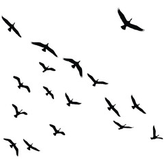Flock of Birds in Flight.
