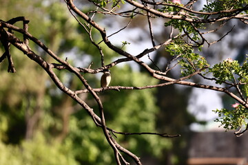 Kingfisher bird on a branch