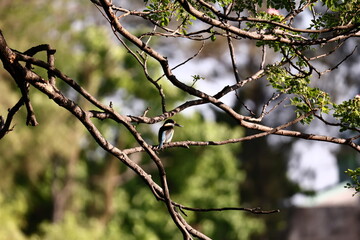 Kingfisher bird on a branch