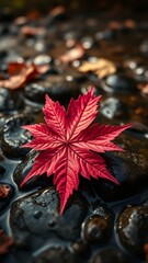 Autumn Red Maple Leaf on Rock