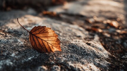 Dried leaf on stone outdoors