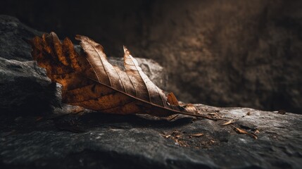 Dried leaf on stone