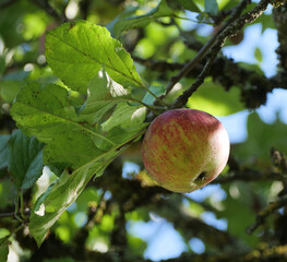 Ripe apple on a tree branch - A Fresh, Organic Apple Ready for Harvest in an Orchard