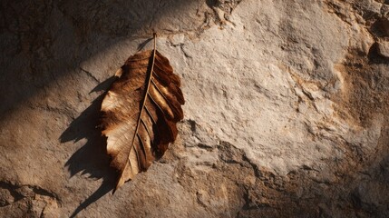 Dried leaf on stone surface