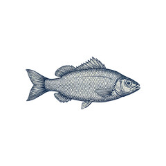 Detailed illustration of a freshwater fish with scales and fins.